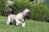 BOULEDOGUE FRANCAIS 468